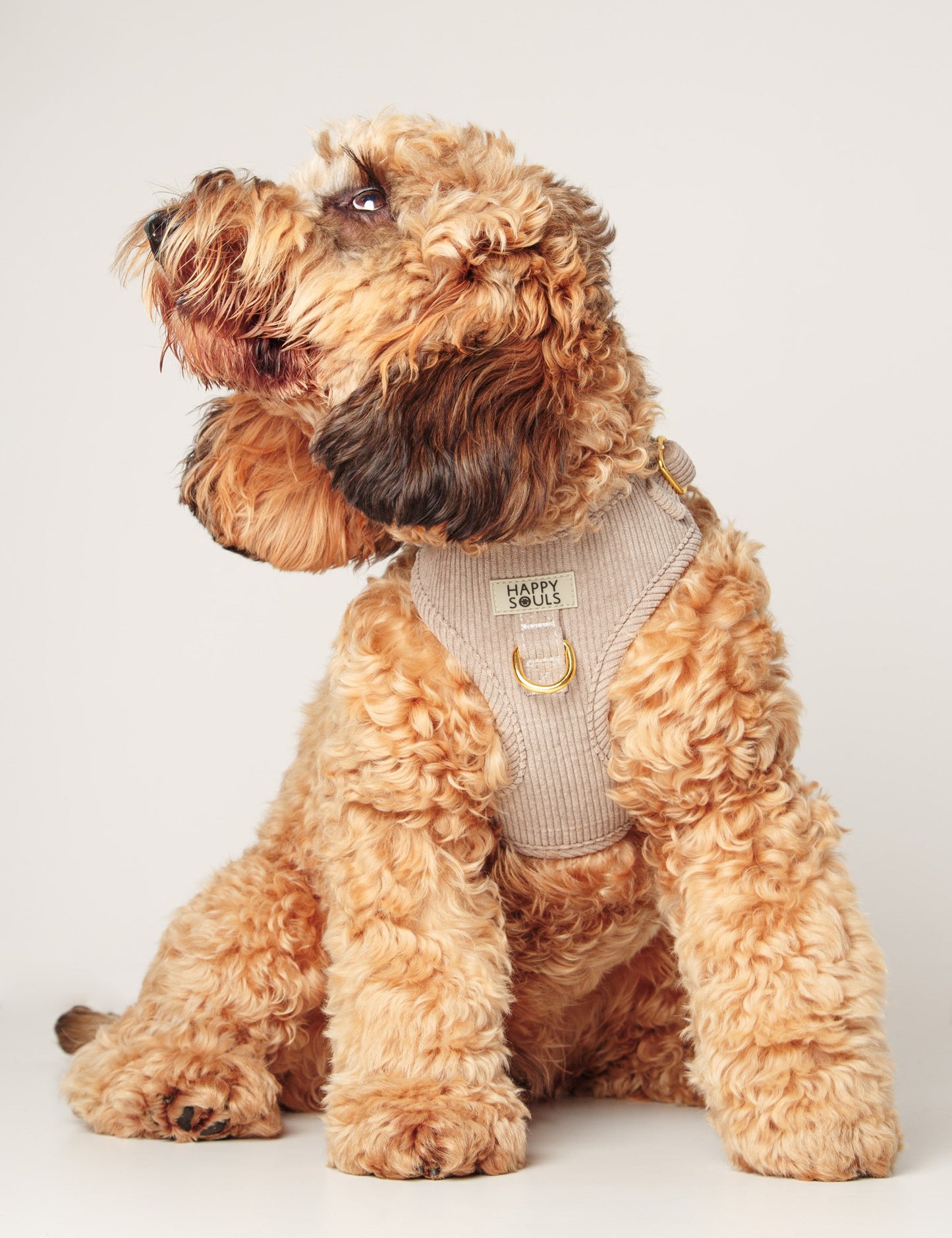 Always Chic | Corduroy Dog Harness – Soft Taupe