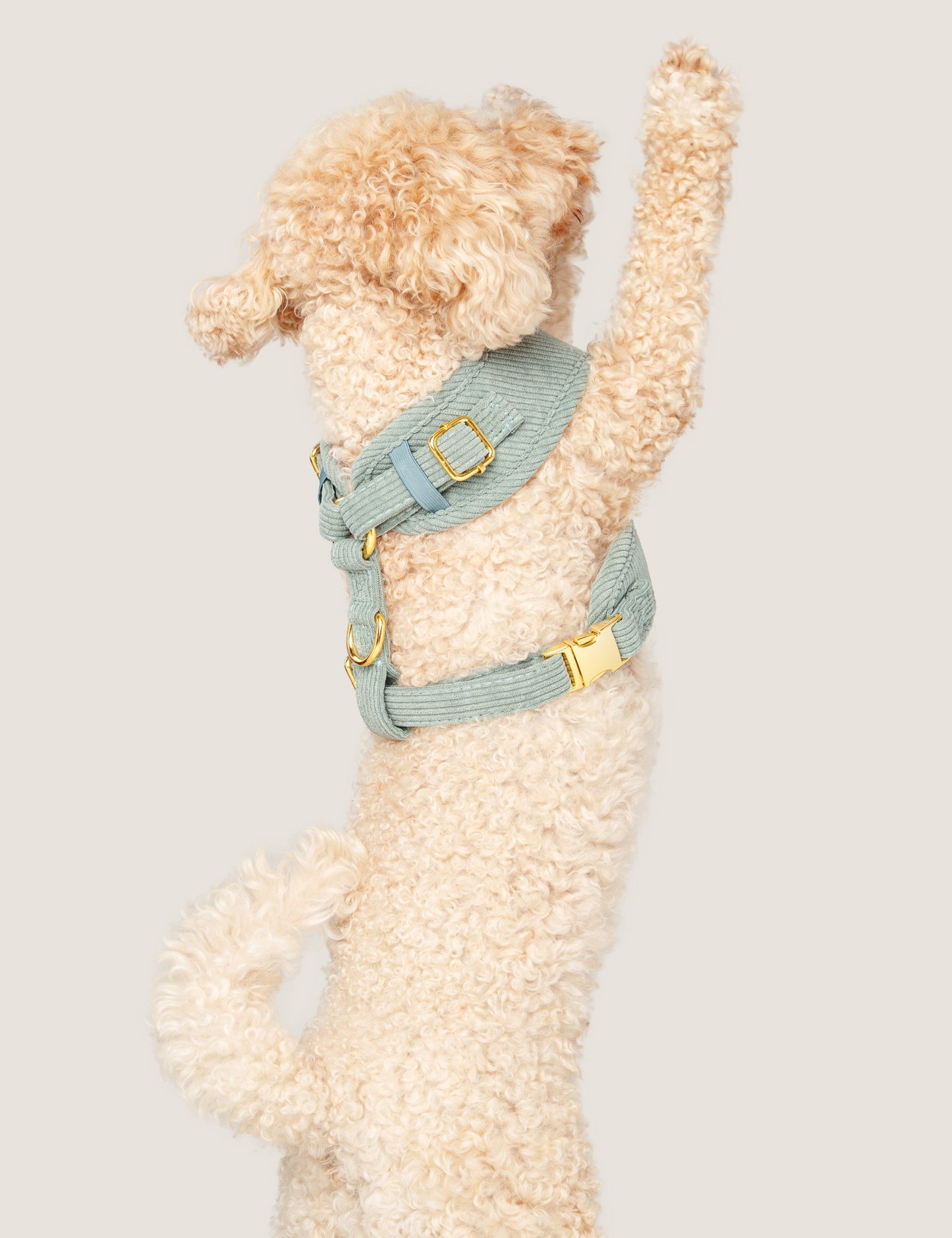 Wild & Free | Corduroy Dog Harness – Sage Green