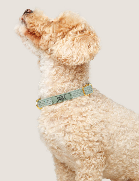 Always Chic | Corduroy Dog Collar - Soft Taupe