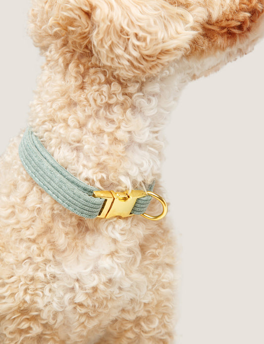 Wild & Free | Corduroy Dog Collar - Sage Green
