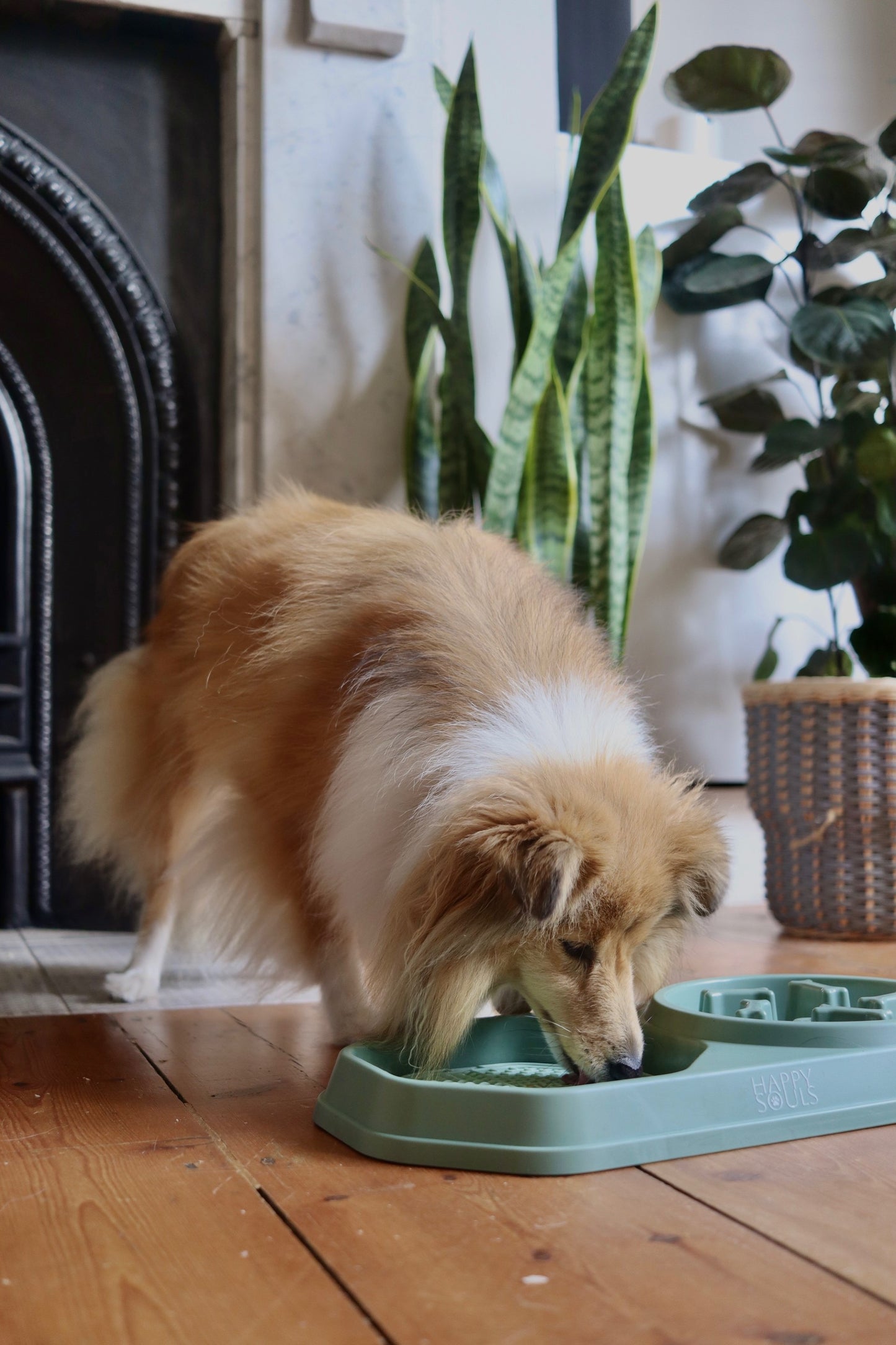 "Sage Green" 3 in 1 Slow Feeder Bowl