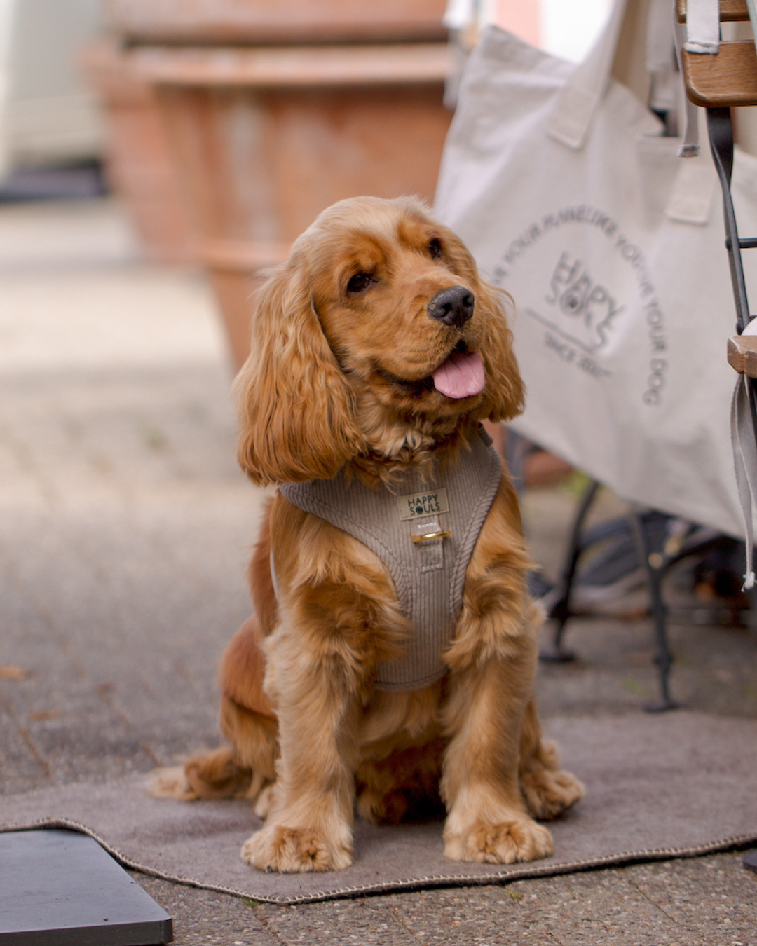 Always Chic | Corduroy Dog Harness – Soft Taupe
