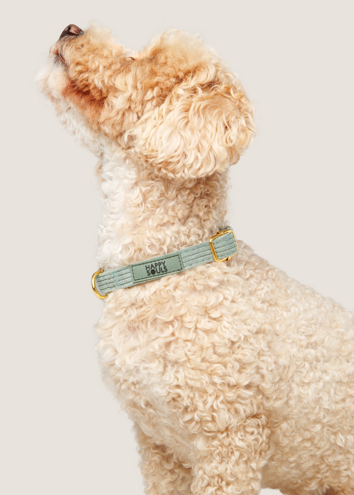 "Always Chic" Corduroy Collar